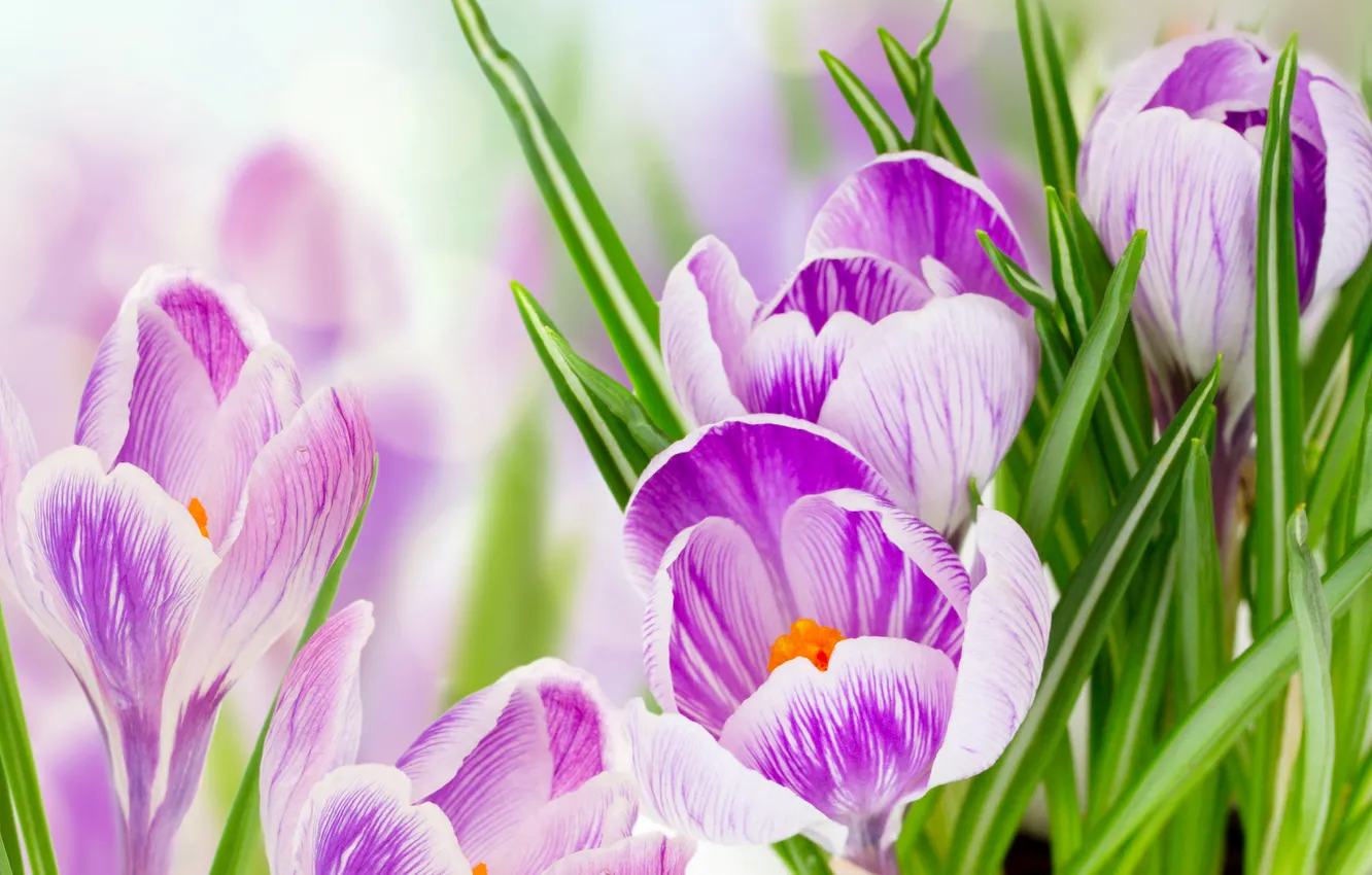 Photo wallpaper leaves, macro, blur, petals, purple, crocuses, closeup