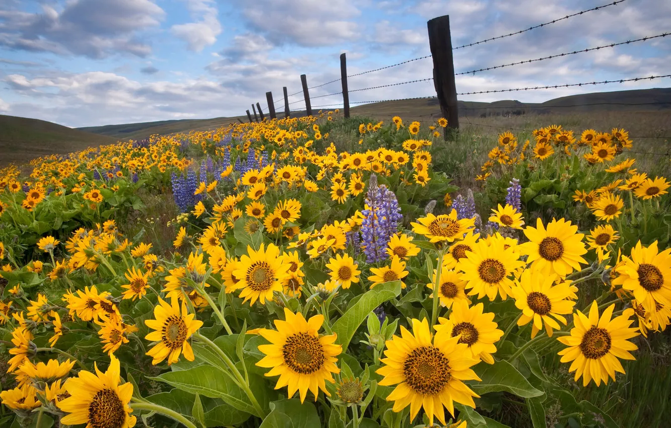 Photo wallpaper field, sunflowers, flowers, the fence