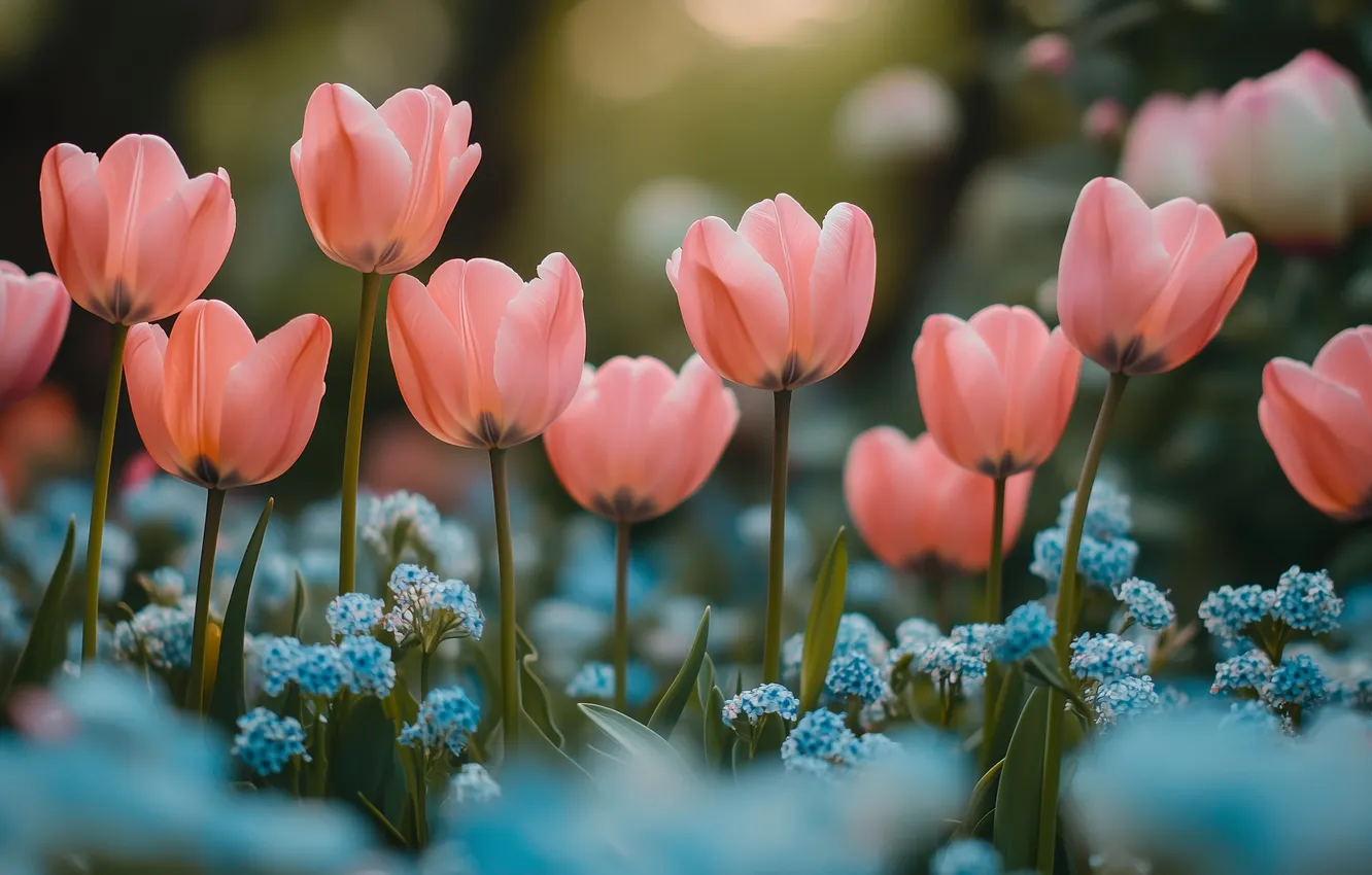 Photo wallpaper flowers, blue, spring, garden, tulips, pink, buds, flowerbed