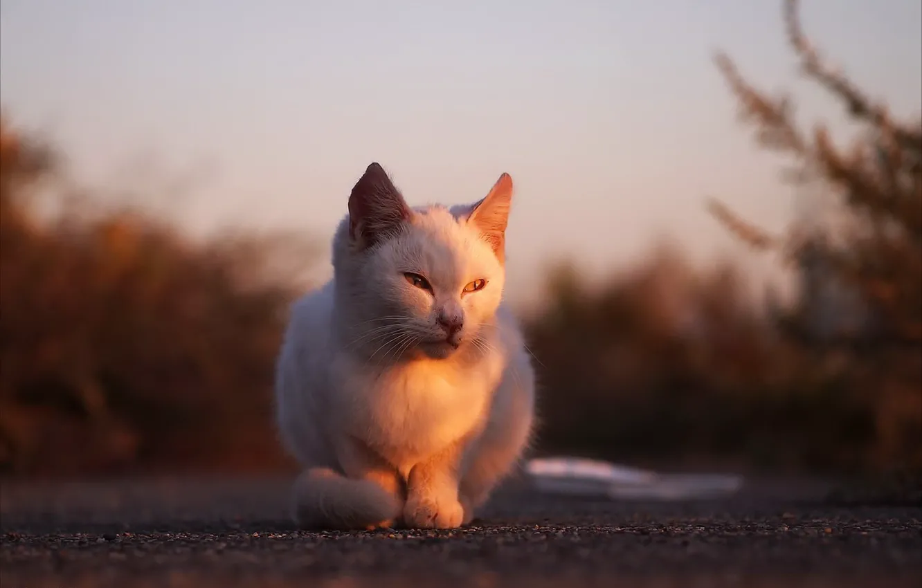 Photo wallpaper cat, light, street, morning