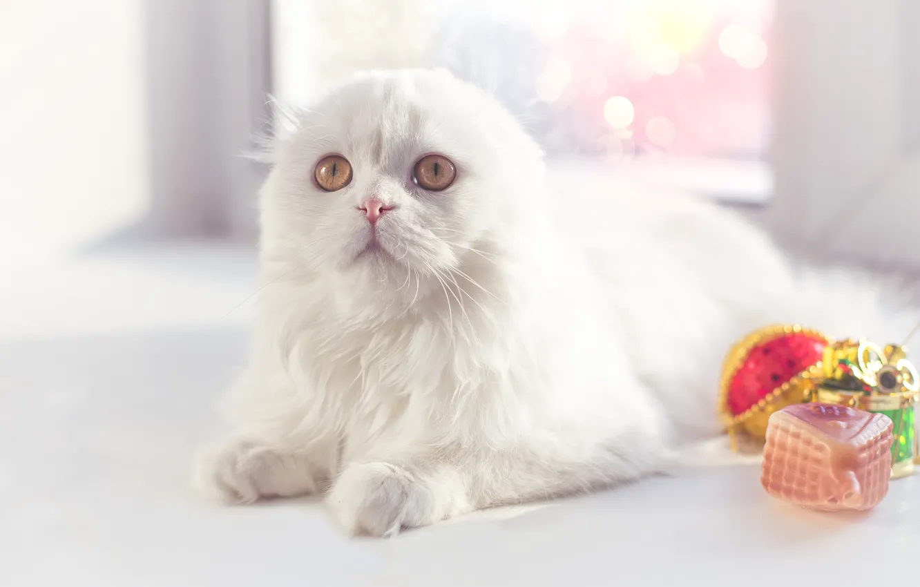 Photo wallpaper winter, face, toy, new year, paws, kitty, highland fold