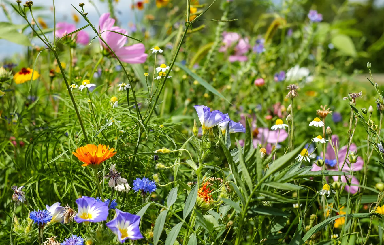 Photo wallpaper summer, grass, flowers, meadow