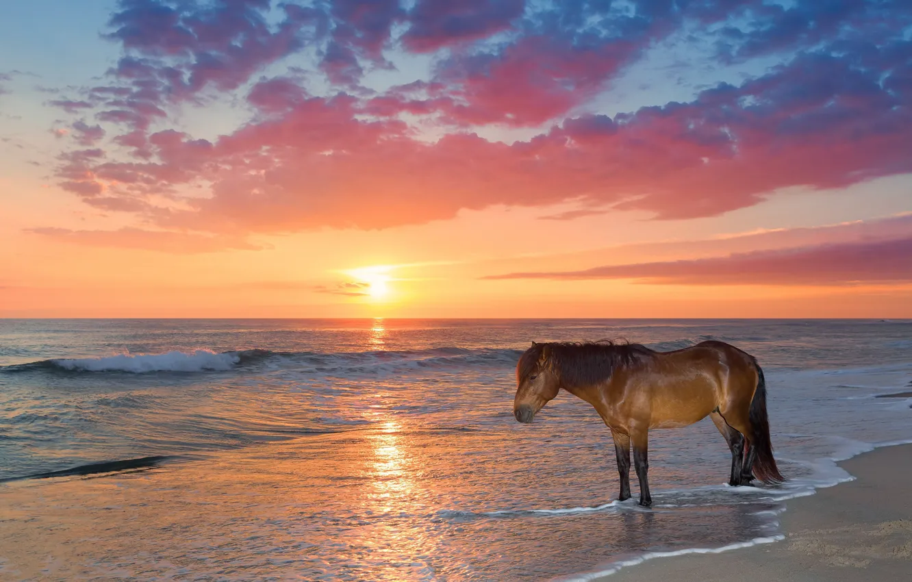 Photo wallpaper sand, sea, wave, beach, the sun, clouds, sunset, horse