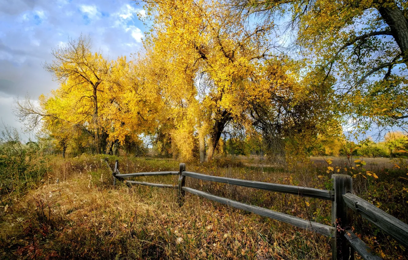 Photo wallpaper autumn, trees, the fence