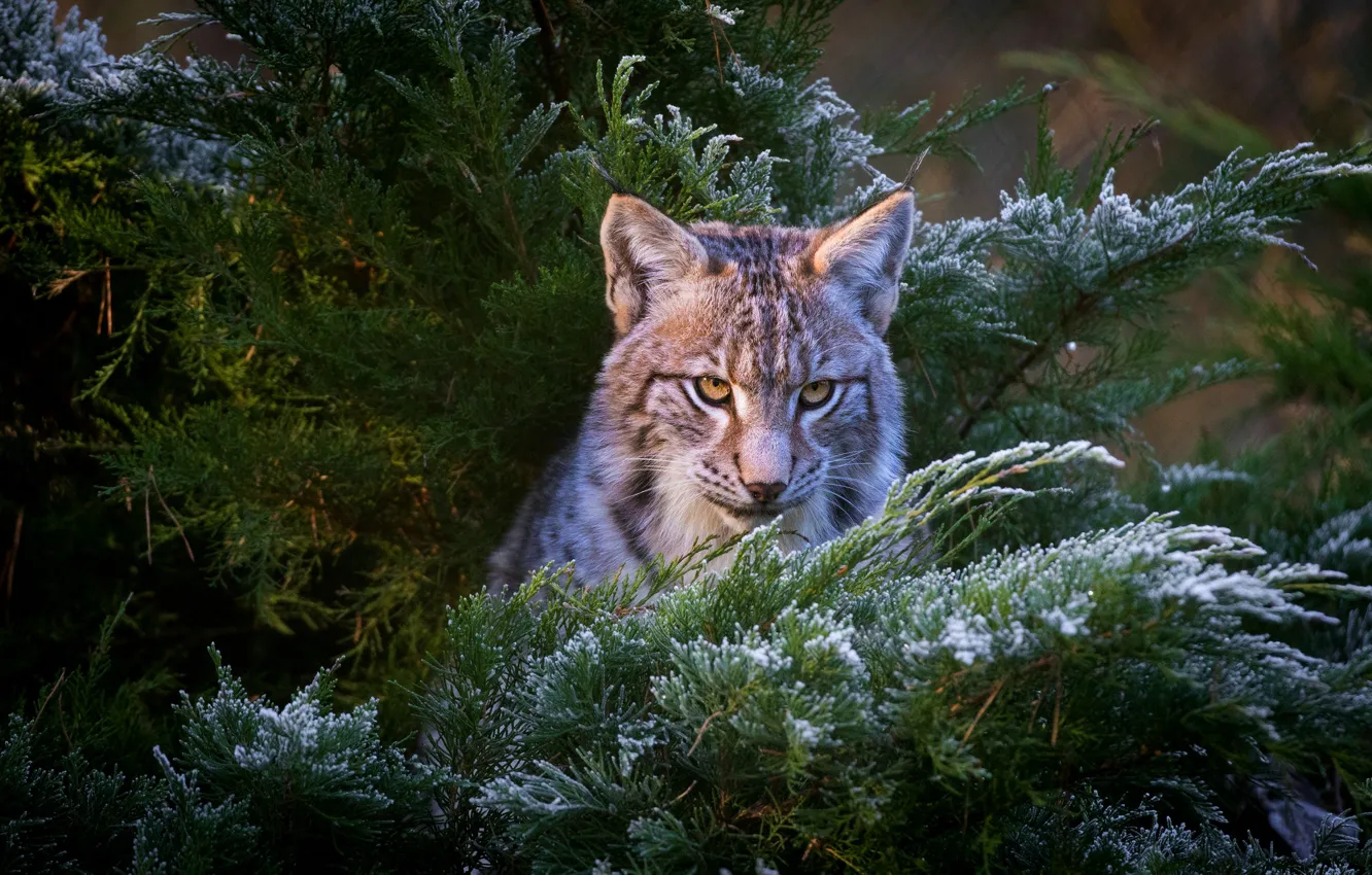 Photo wallpaper winter, frost, look, face, snow, branches, nature, background