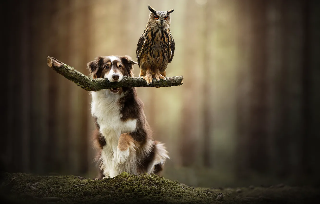 Photo wallpaper owl, bird, dog, bokeh, owl
