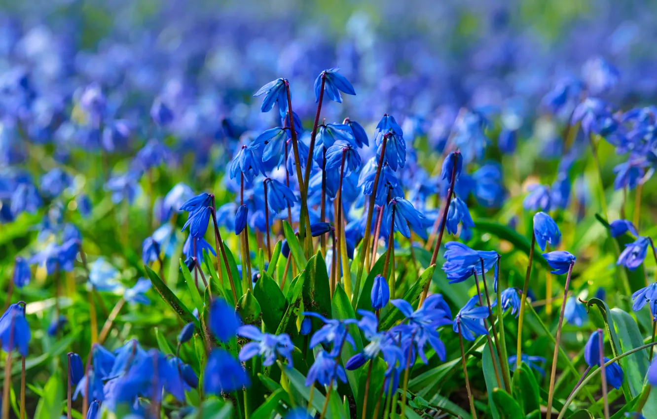 Photo wallpaper flowers, glade, spring, blue, blue, a lot, Scilla