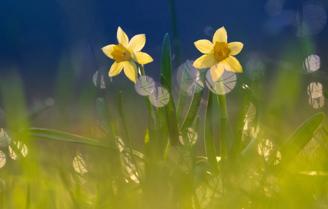 Photo wallpaper flowers, spring, daffodils
