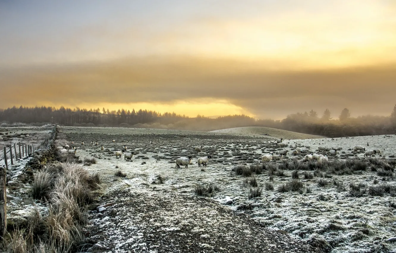 Photo wallpaper field, sheep, morning