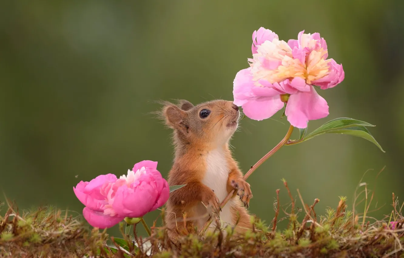 Photo wallpaper flowers, nature, animal, moss, protein, peonies, rodent