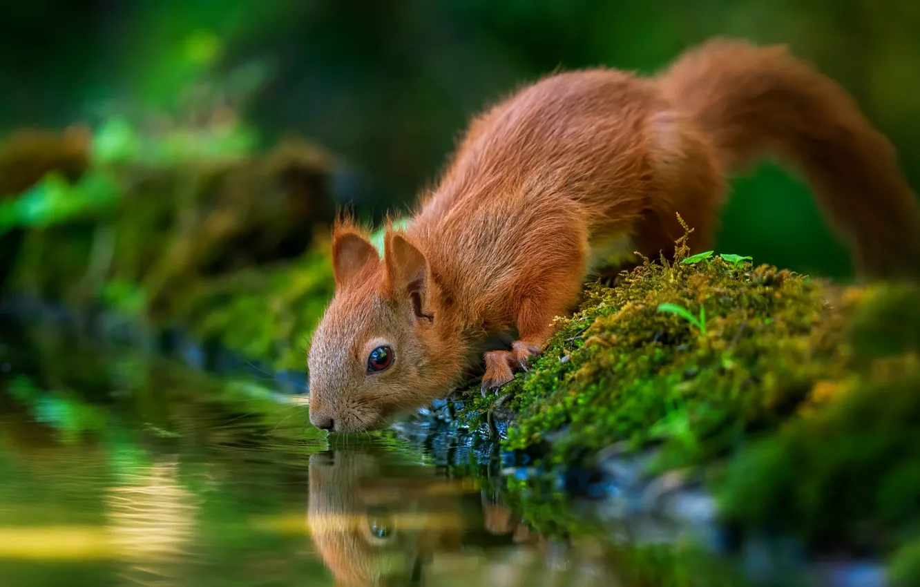 Photo wallpaper water, nature, reflection, animal, moss, protein, drink, animal