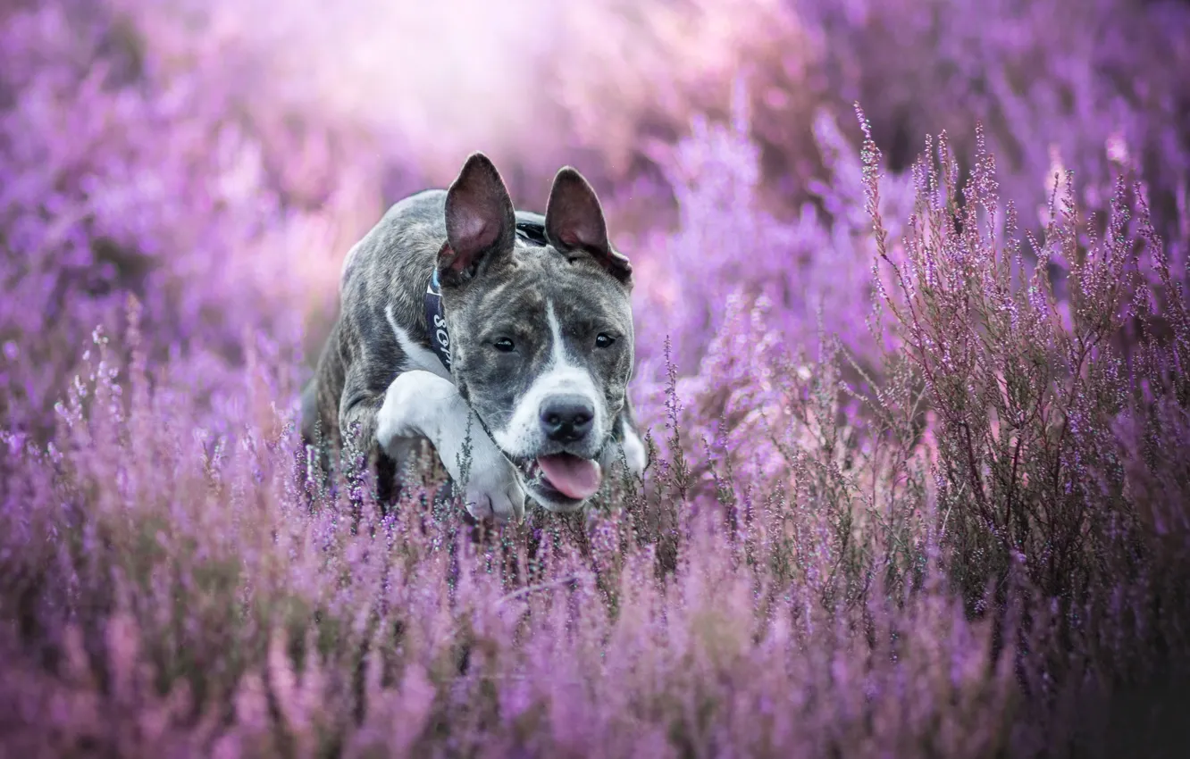Photo wallpaper dog, bokeh, Heather, American Staffordshire Terrier