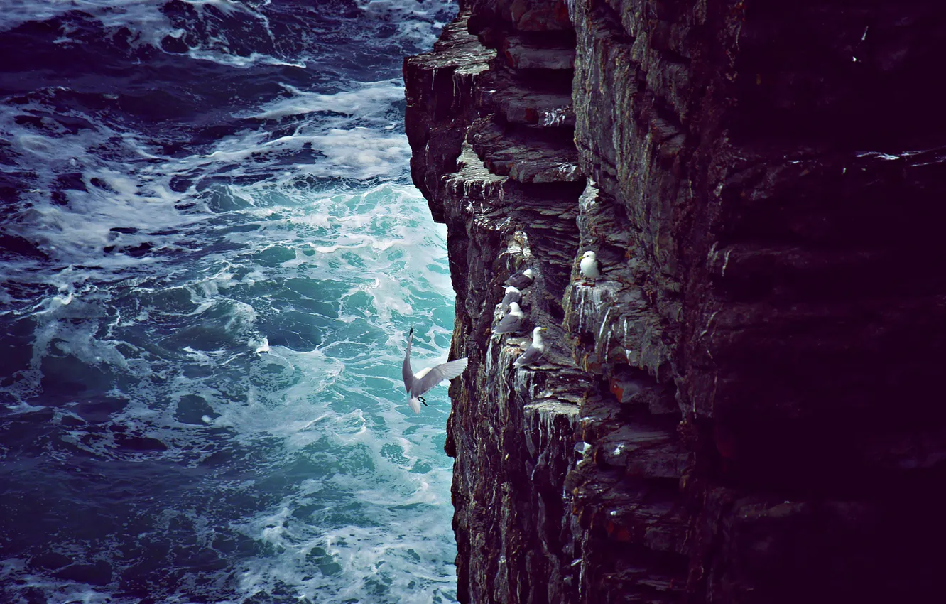 Photo wallpaper sea, wave, rocks, seagulls