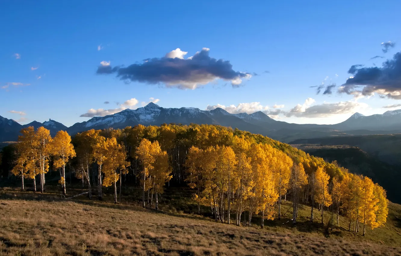 Photo wallpaper field, the sky, trees, landscape