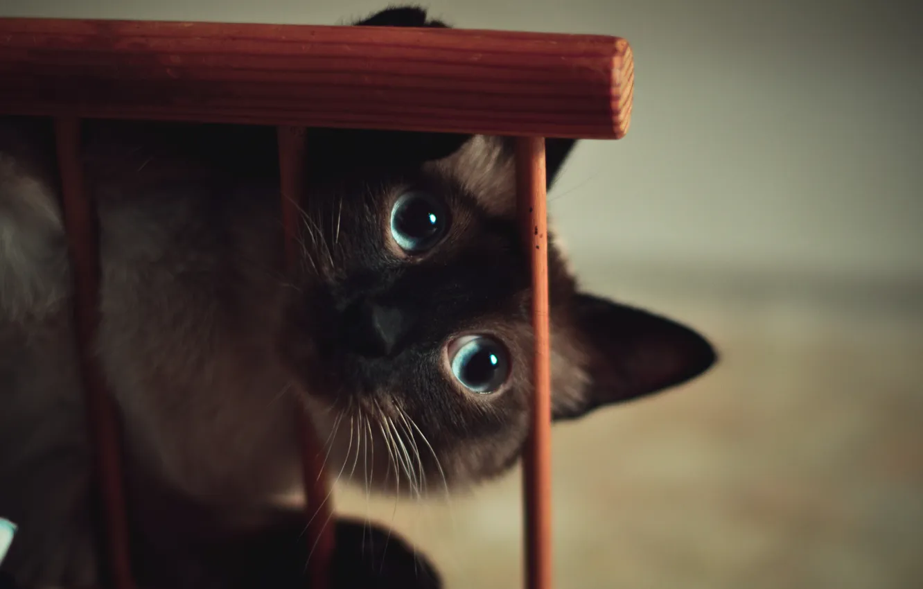 Photo wallpaper eyes, cat, blue