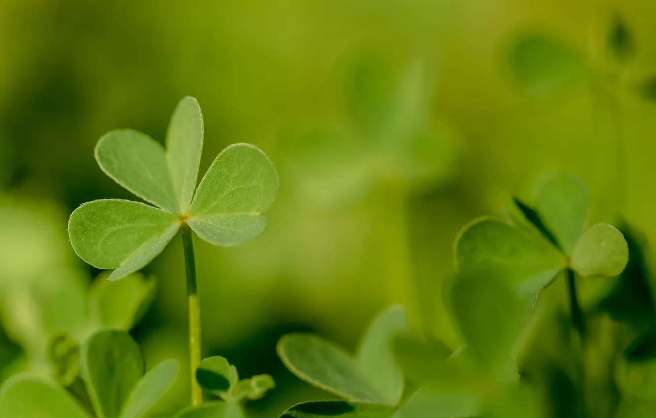 Photo wallpaper greens, leaves, plant, clover