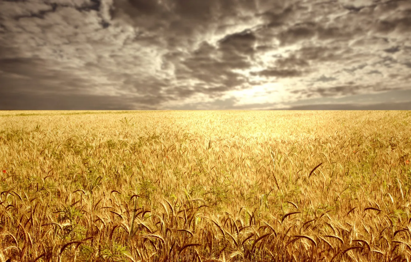 Photo wallpaper wheat, field, clouds, horizon