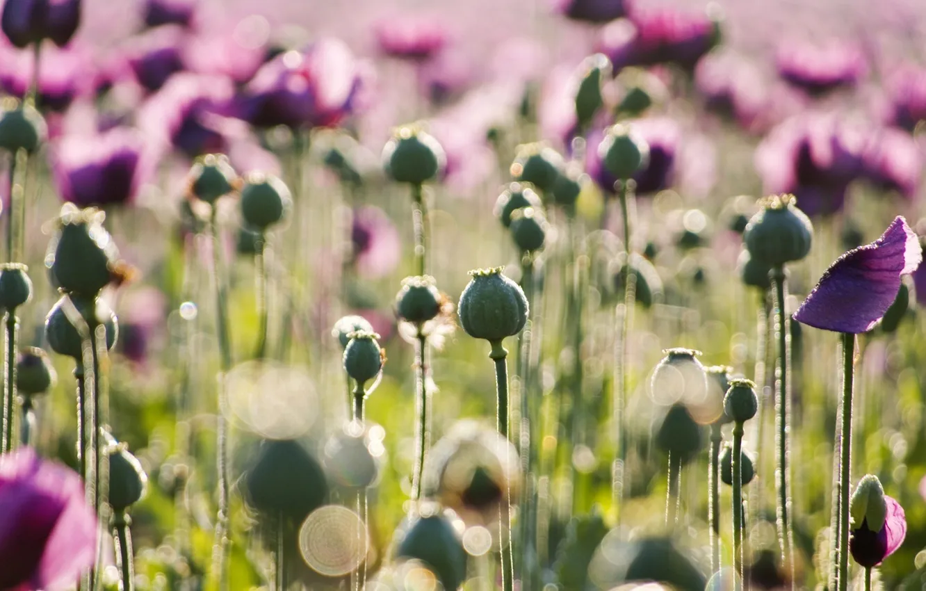 Photo wallpaper field, the sun, rays, flowers, nature, photo, Wallpaper, plant