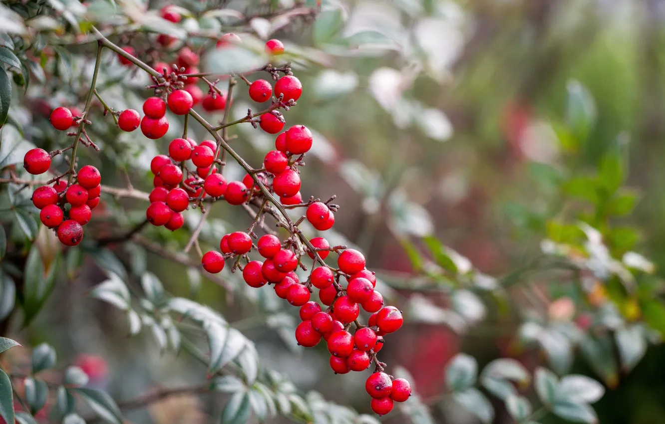 Photo wallpaper forest, macro, branches, berries, the bushes