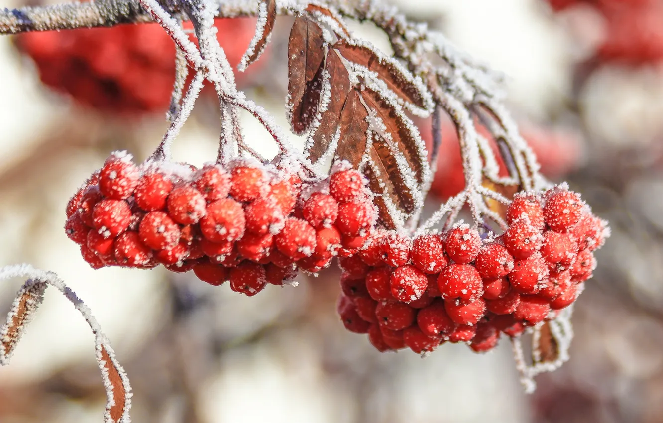 Photo wallpaper leaves, snow, berries, tree, Winter, red, Ribena