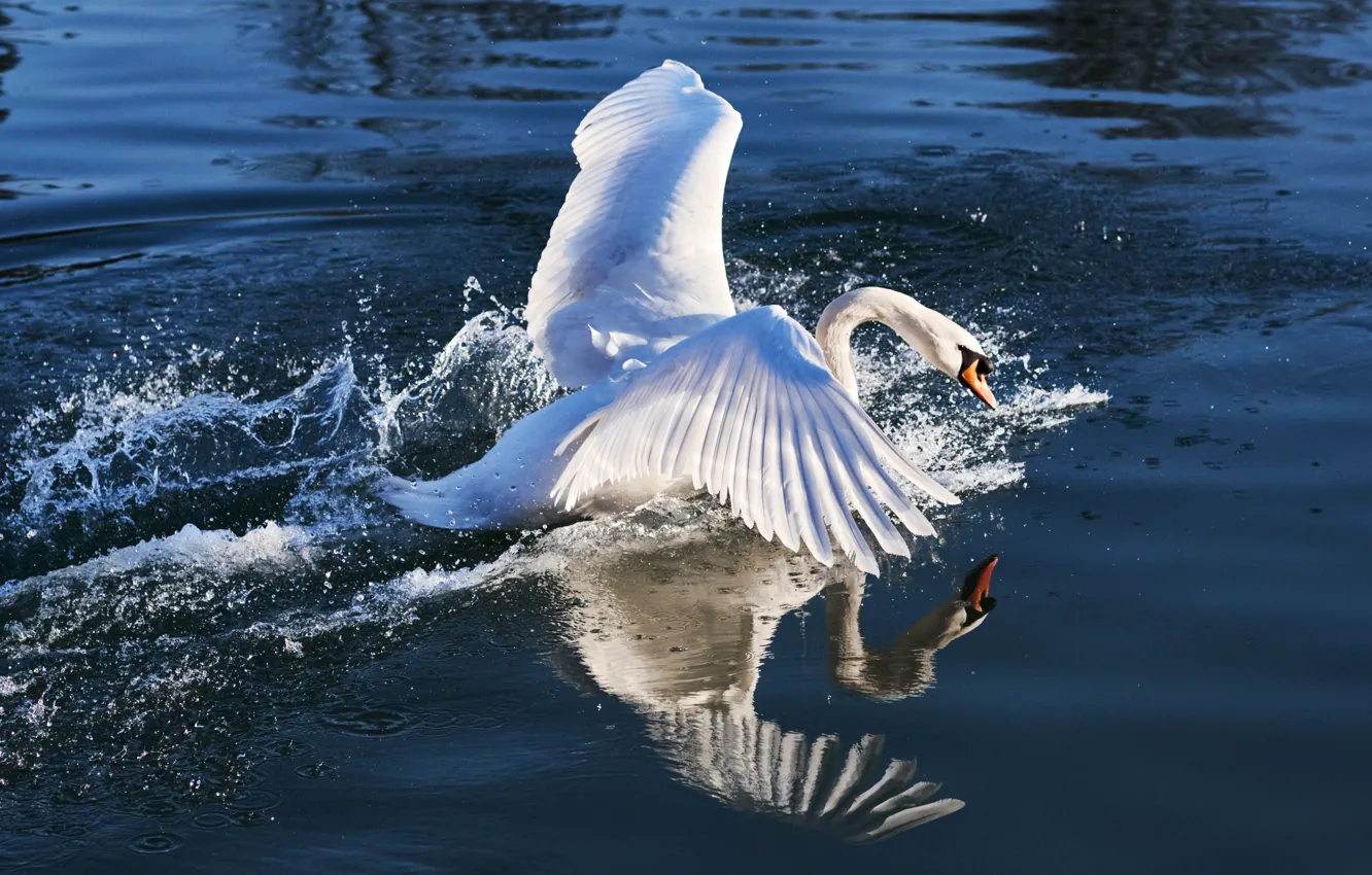 Photo wallpaper wave, white, water, light, squirt, reflection, bird, wings