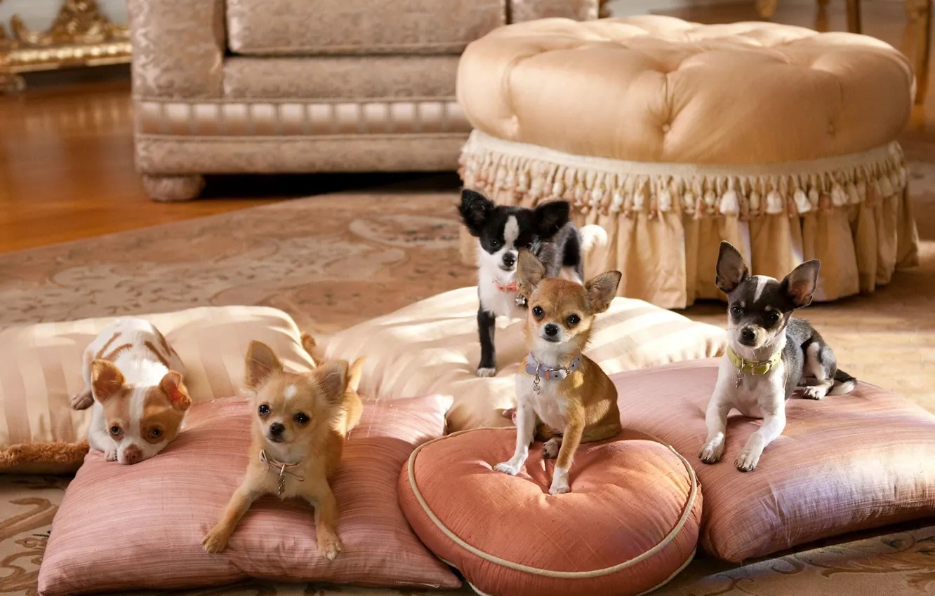 Photo wallpaper room, dog, pillow, Chihuahua