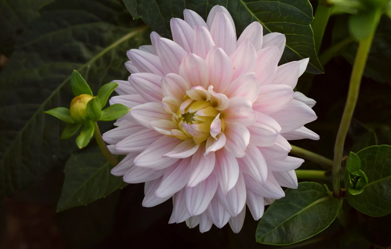 Photo wallpaper leaves, flowers, pink, dahlias