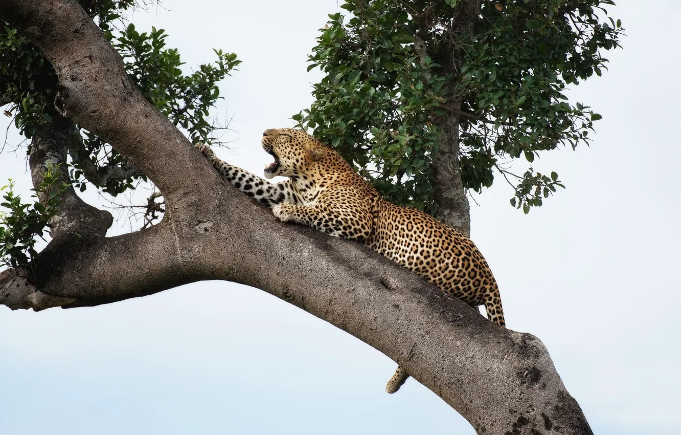 Photo wallpaper tree, predator, Jaguar, handsome, roar