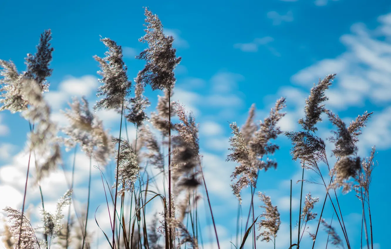 Photo wallpaper clouds, macro, nature, blue, plant, stem, spikelets, reed