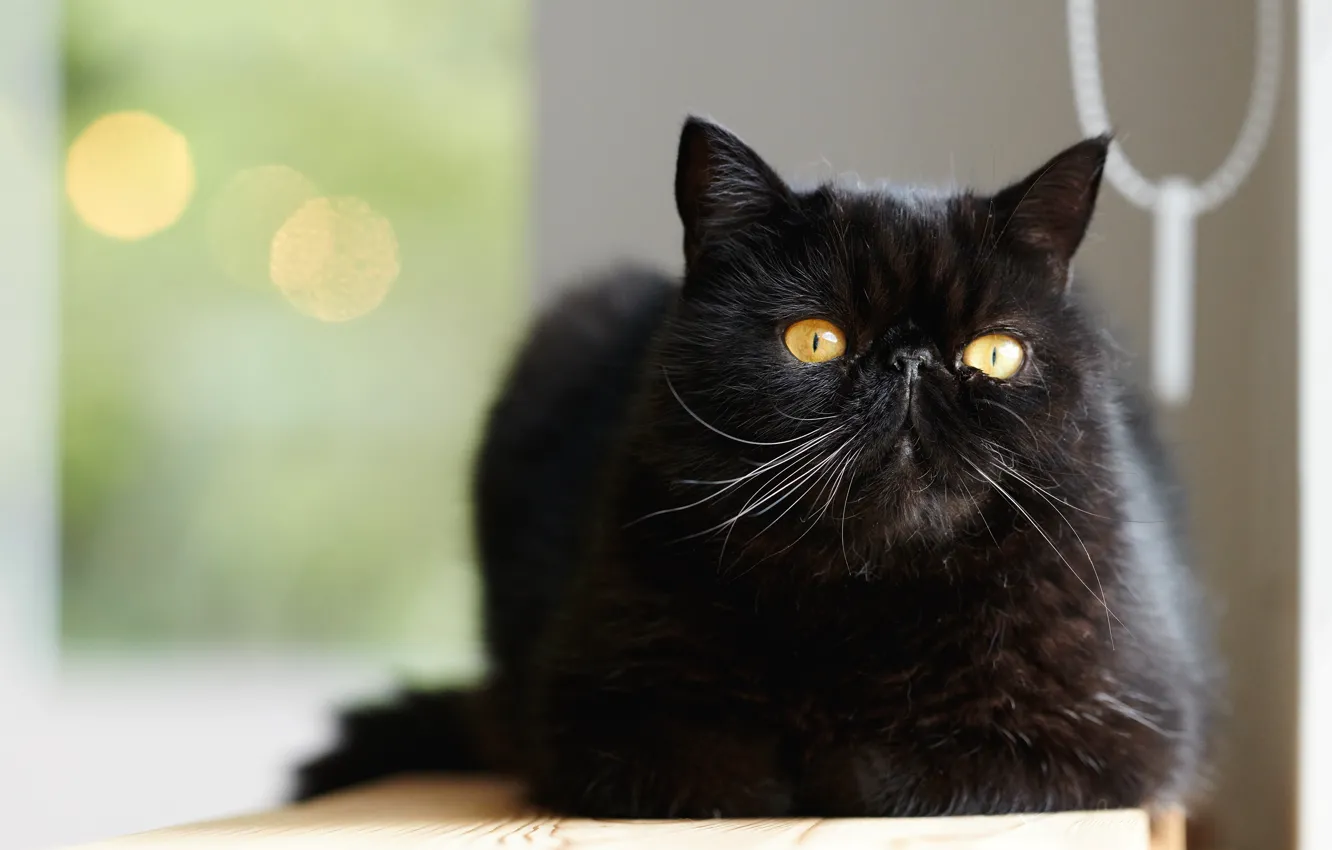 Photo wallpaper cat, cat, background, black, yellow eyes, Persian, extreme