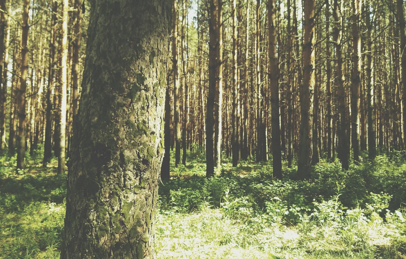 Photo wallpaper forest, macro, light, pine
