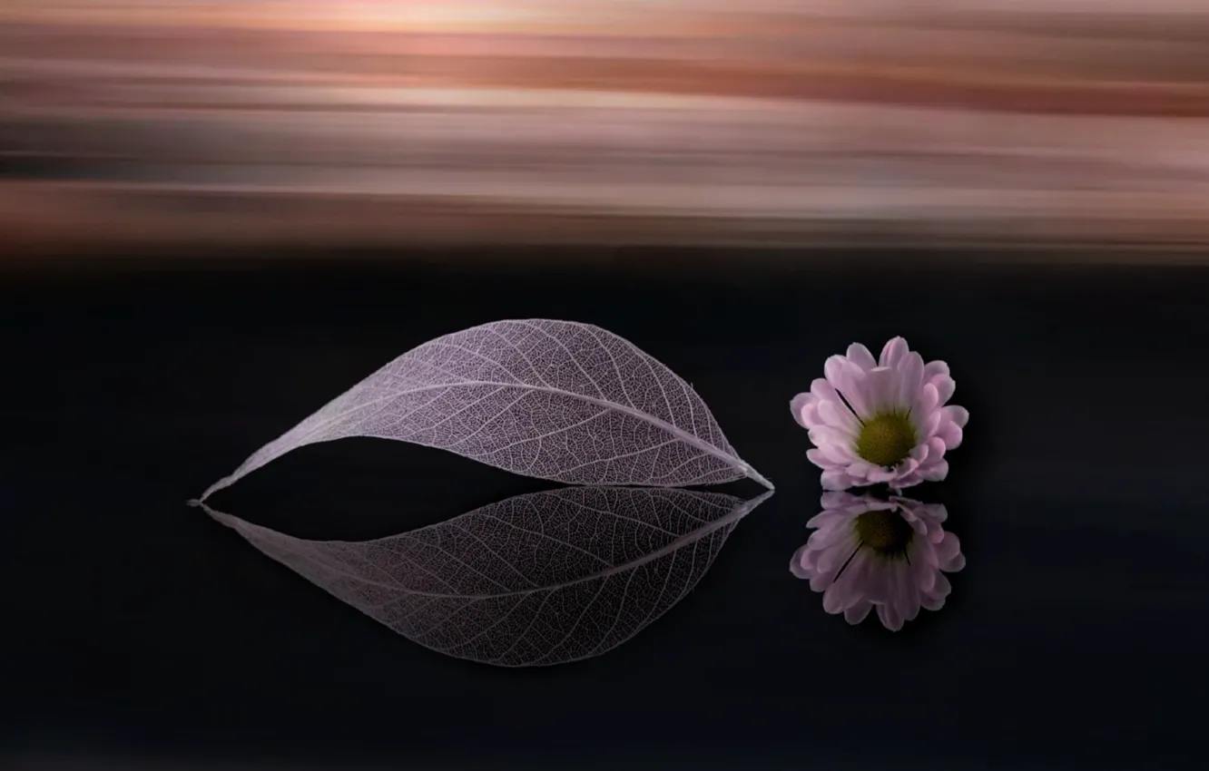 Photo wallpaper flower, sheet, background, Daisy