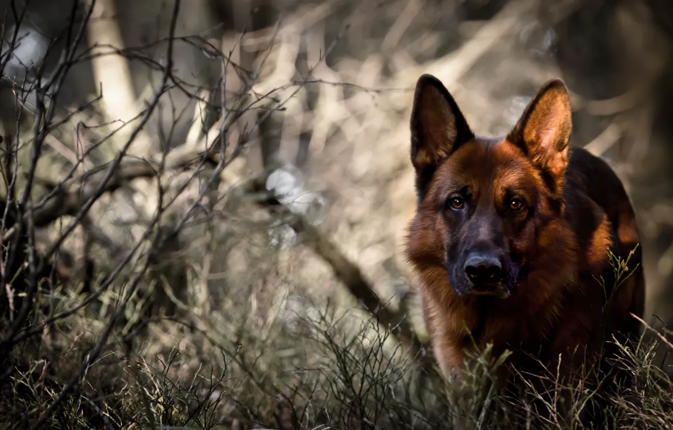 Photo wallpaper forest, look, dog, German shepherd