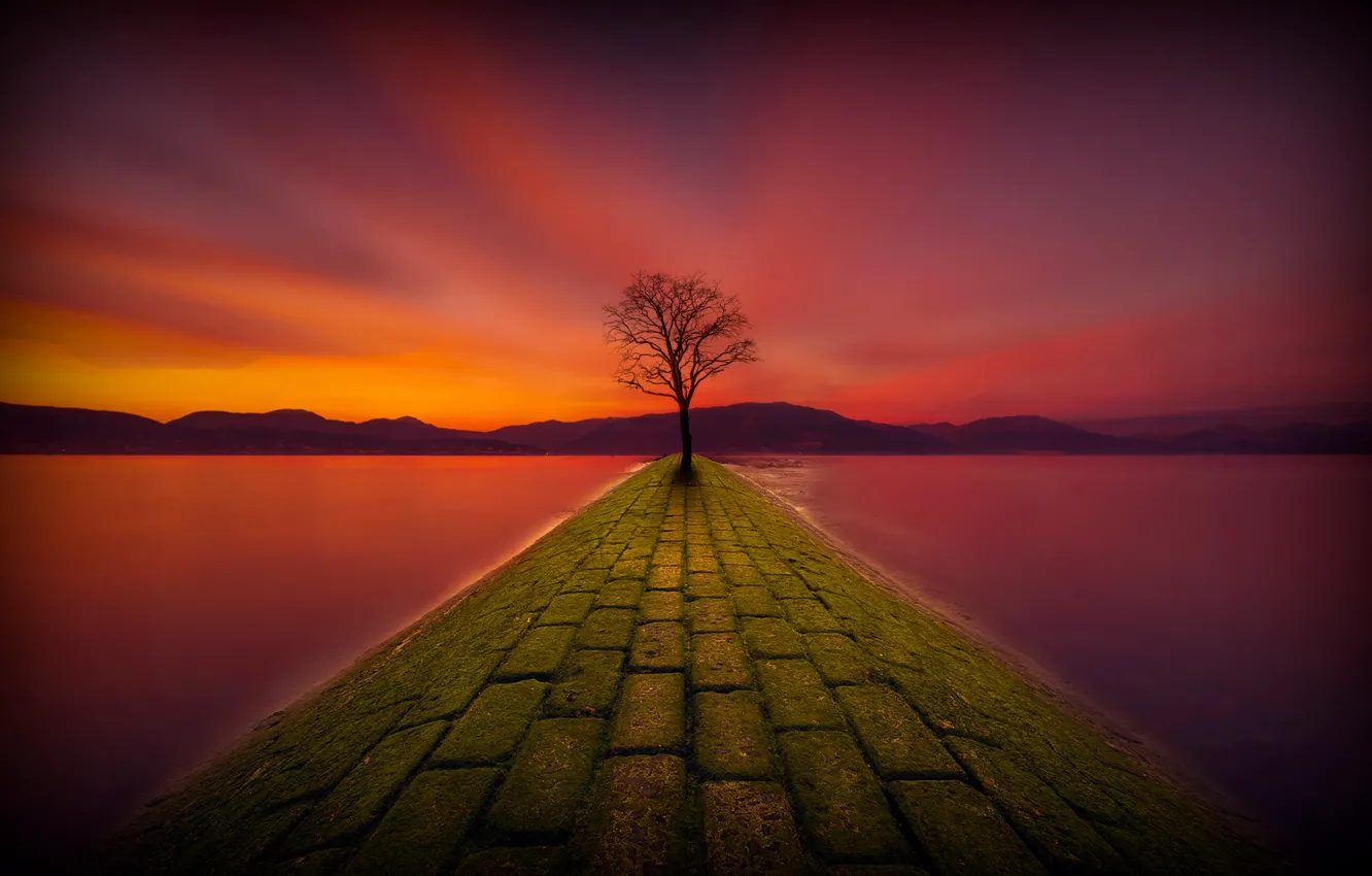Photo wallpaper trees, night, lake