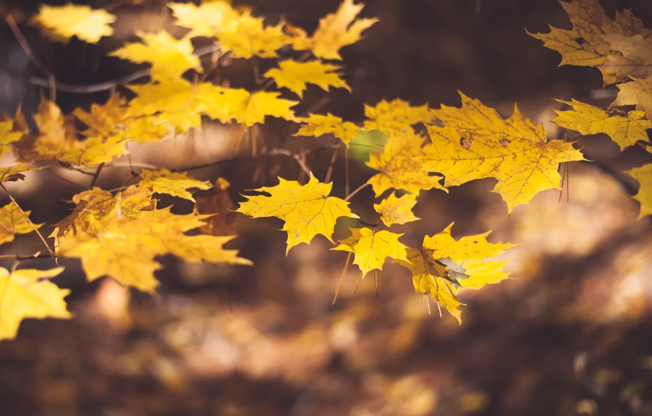 Photo wallpaper autumn, leaves, branches, yellow, blur, maple, maple, bokeh