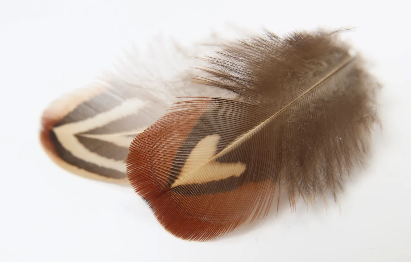Photo wallpaper feathers, fluff, white background, a feather