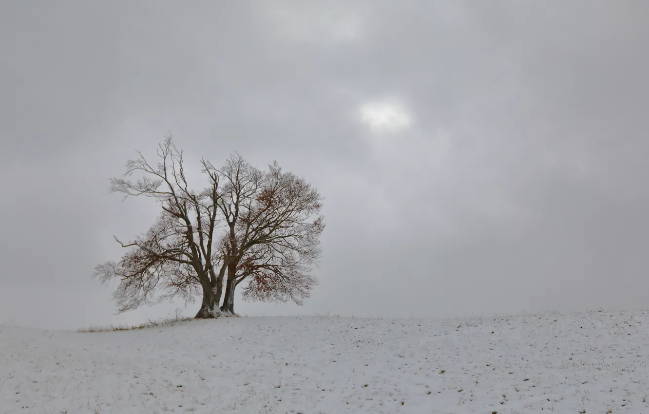 Photo wallpaper field, trees, fog