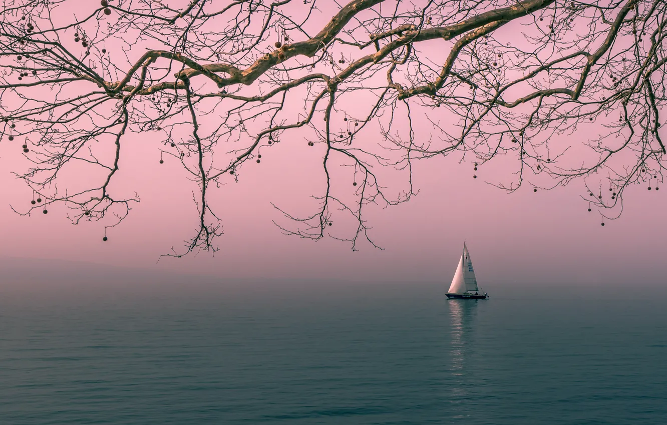 Photo wallpaper landscape, branches, nature, tree, boat, sailboat, morning