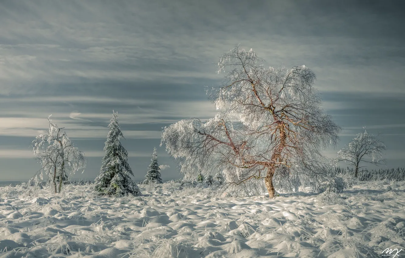 Photo wallpaper winter, grass, snow, trees, landscape, nature