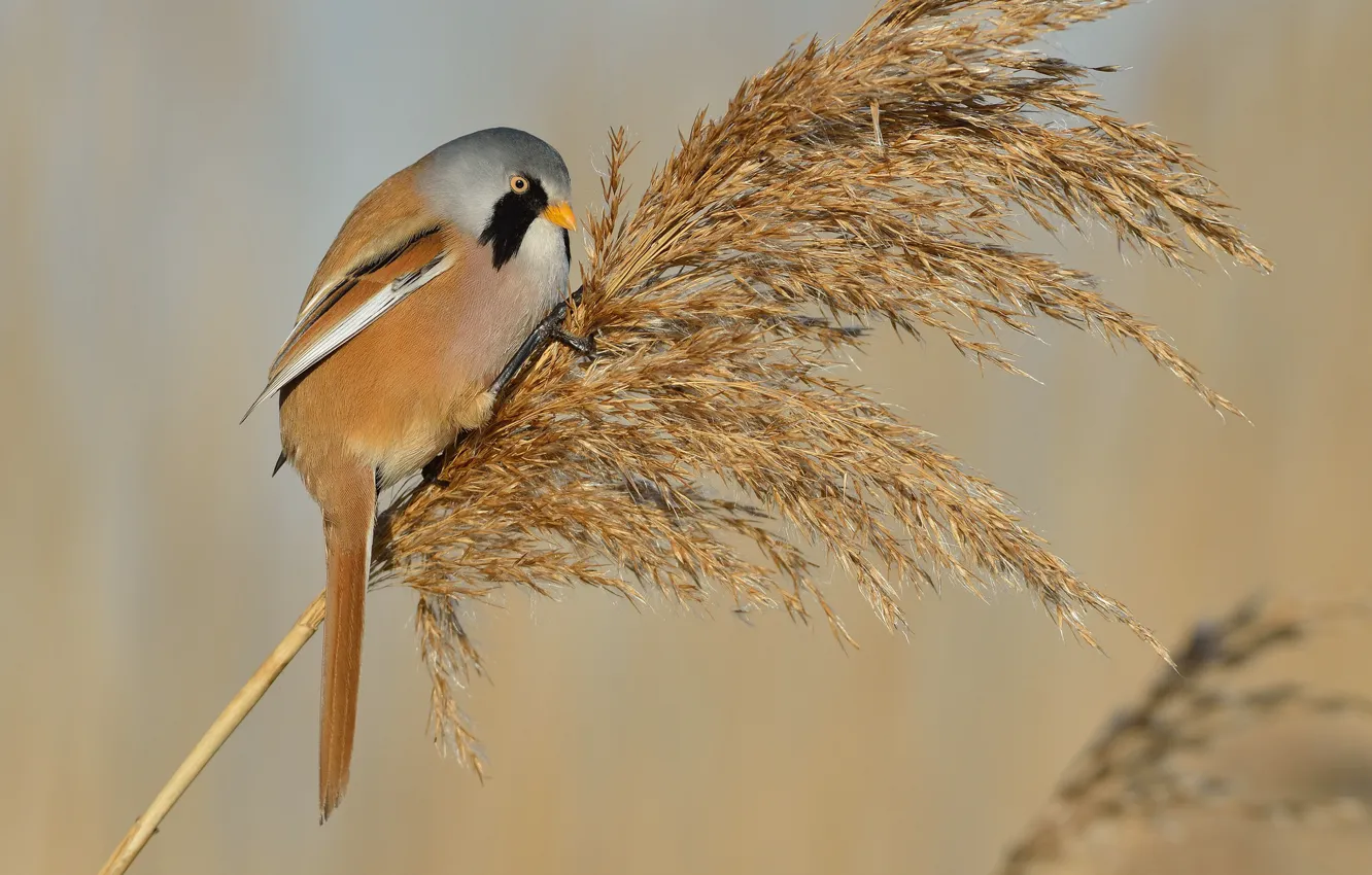 Photo wallpaper background, bird, reed, Bearded Tits