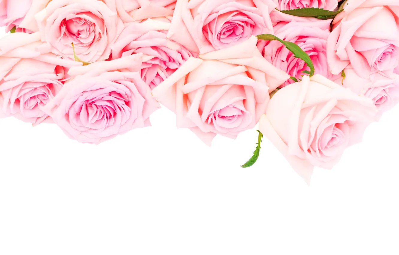 Photo wallpaper roses, love, pink, flowers, romantic, roses, pink roses