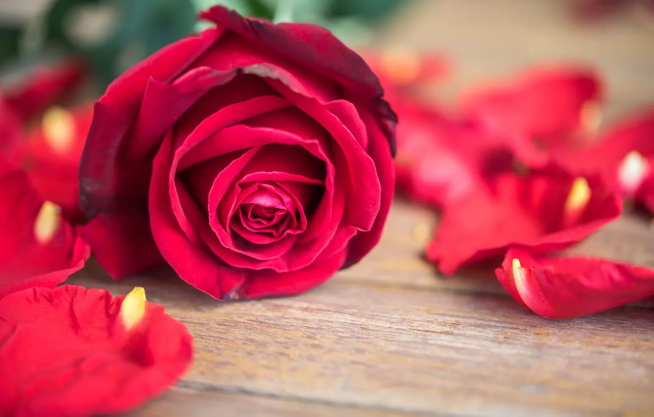 Photo wallpaper flowers, roses, petals, red, rose, red rose, buds, flower