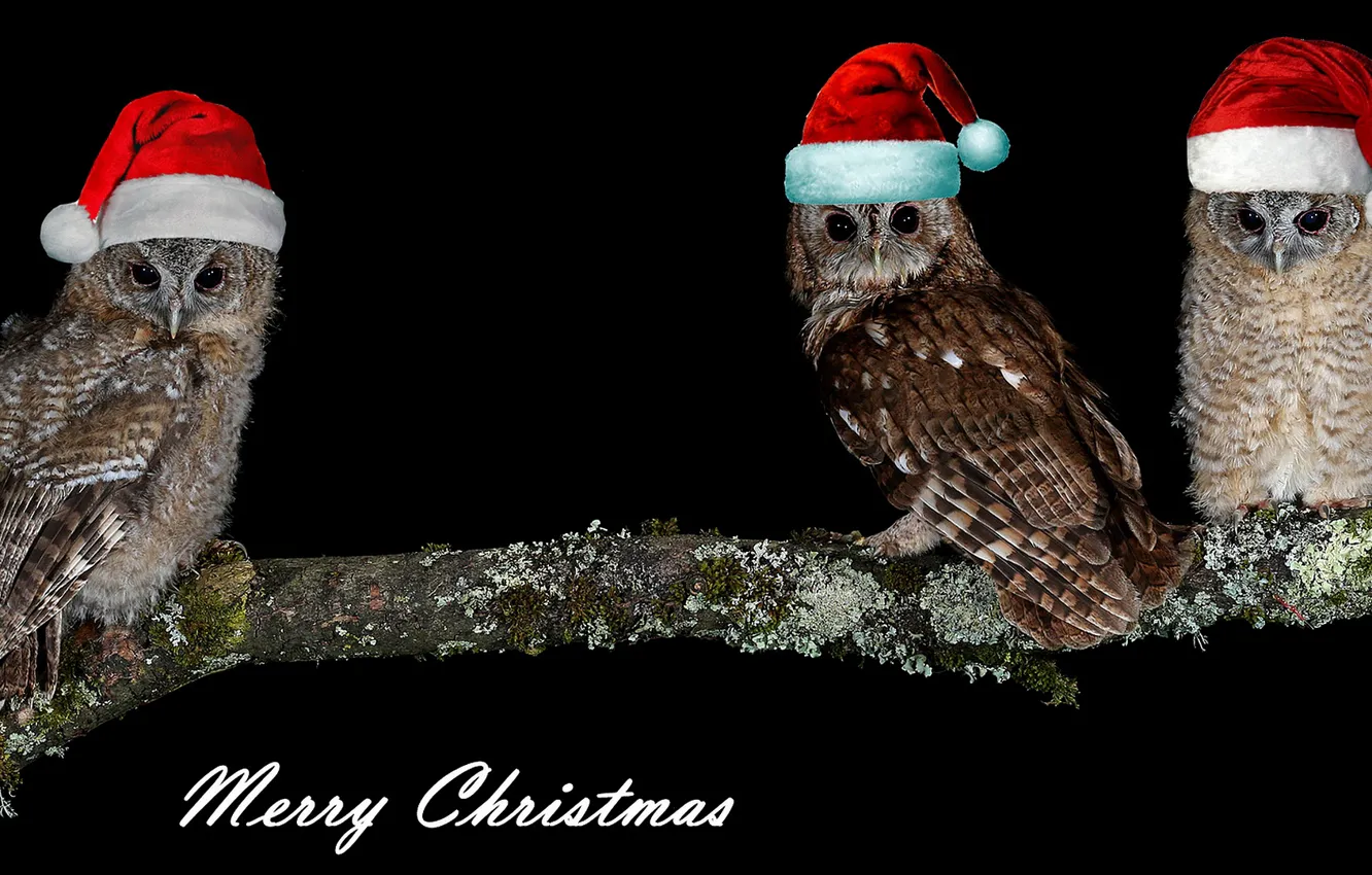 Photo wallpaper owl, bird, photoshop, new year, Christmas, branch, three, black background
