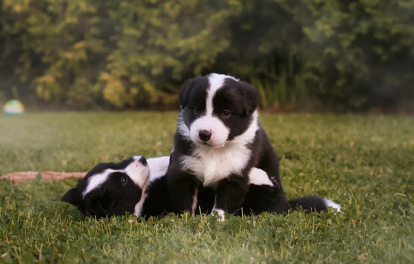 Photo wallpaper look, nature, glade, the game, dog, baby, puppy, black and white