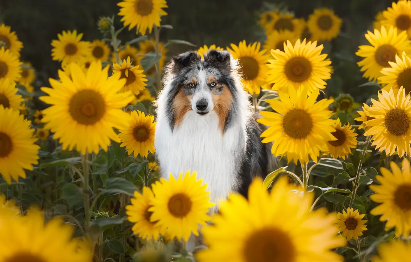 Photo wallpaper flowers, dog, collie, Sheltie