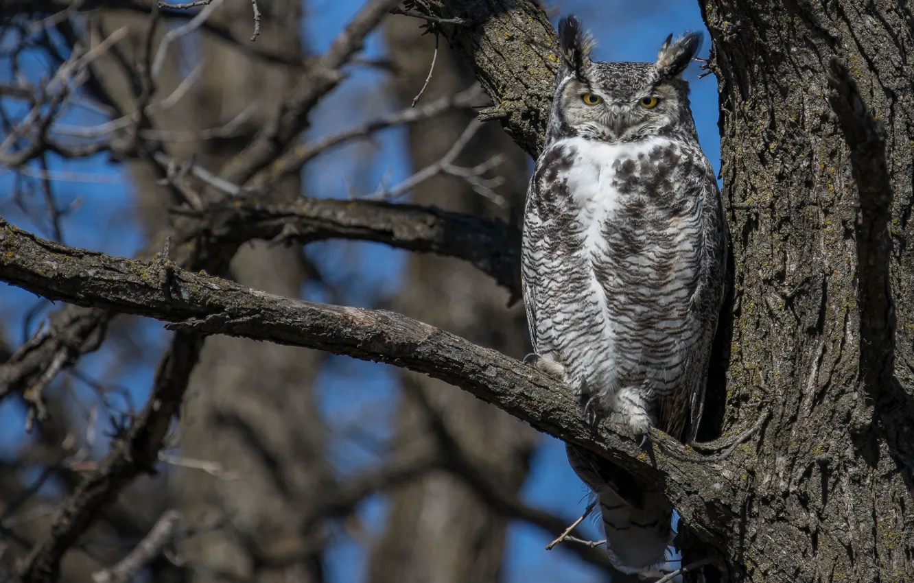Photo wallpaper trees, branches, owl, bird, owl