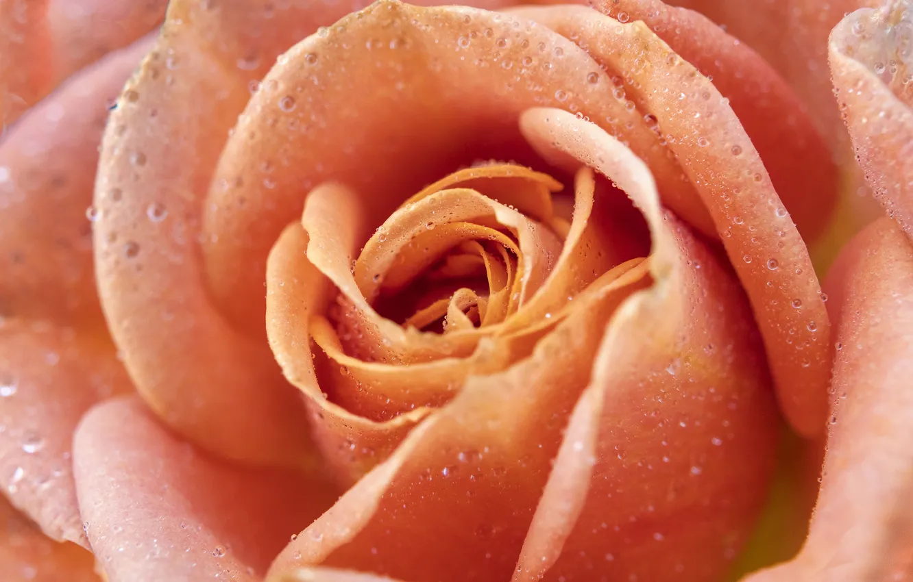 Photo wallpaper drops, macro, flowers, orange, roses, petals