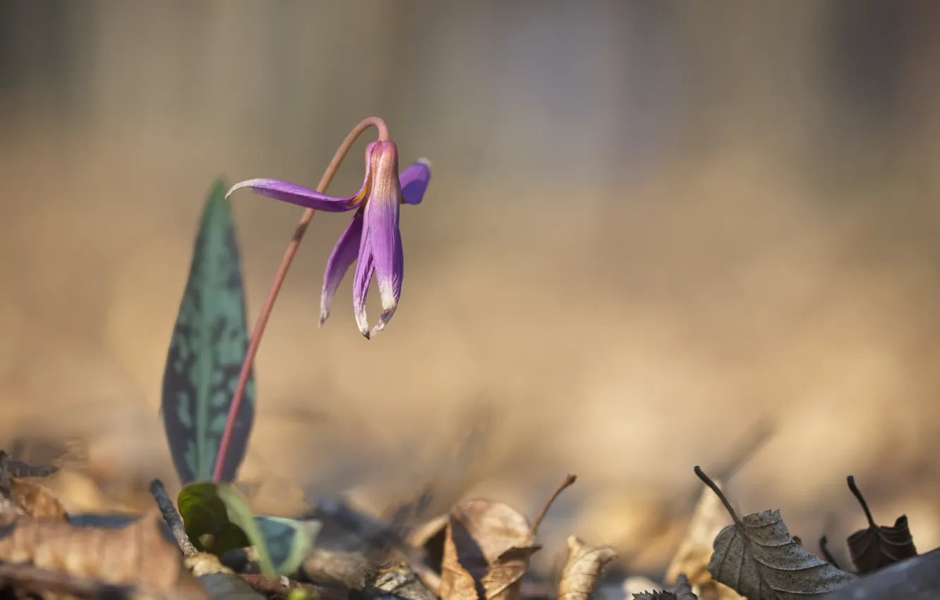 Photo wallpaper flowers, nature, spring