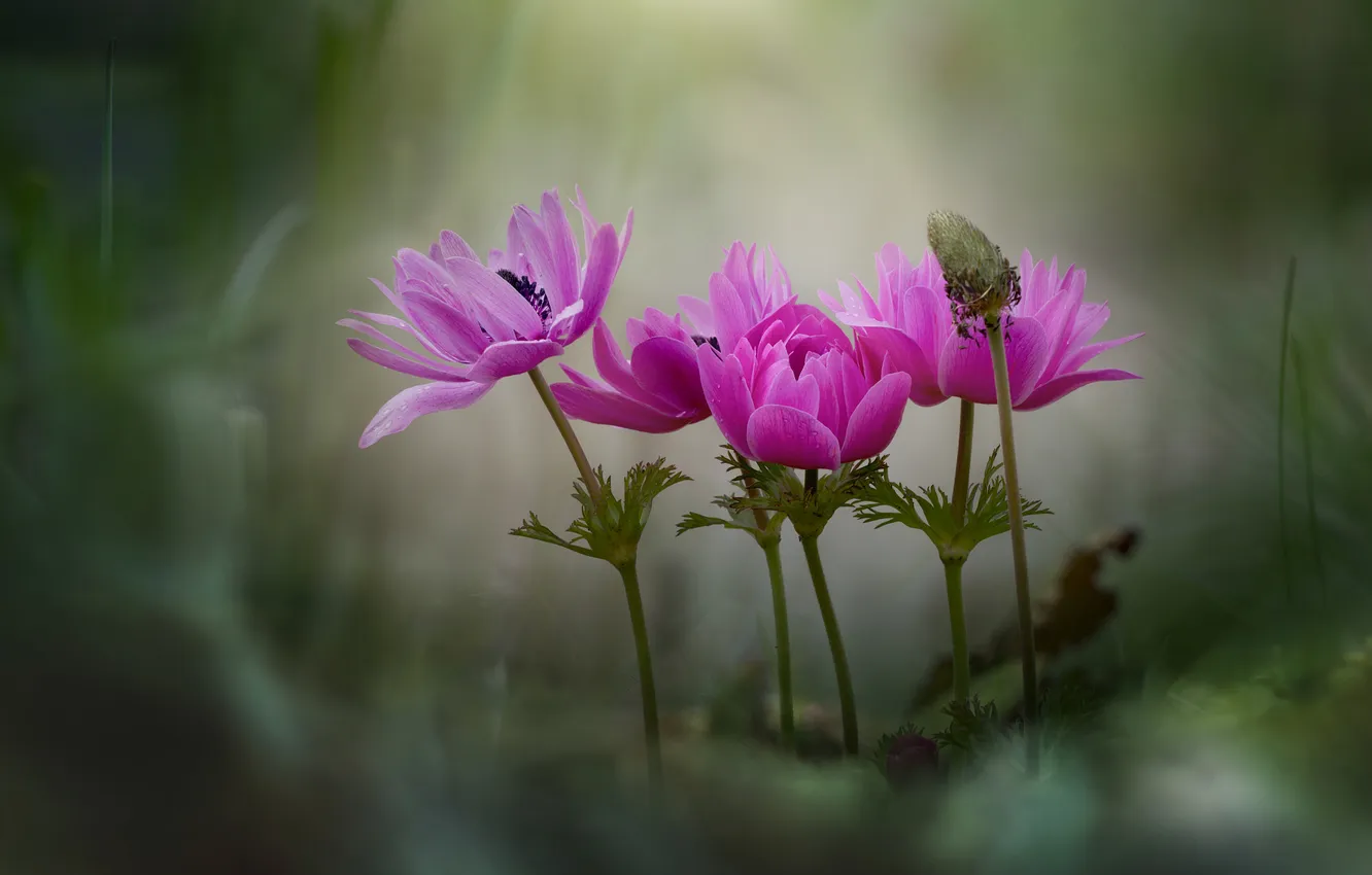 Photo wallpaper flowers, pink, anemones