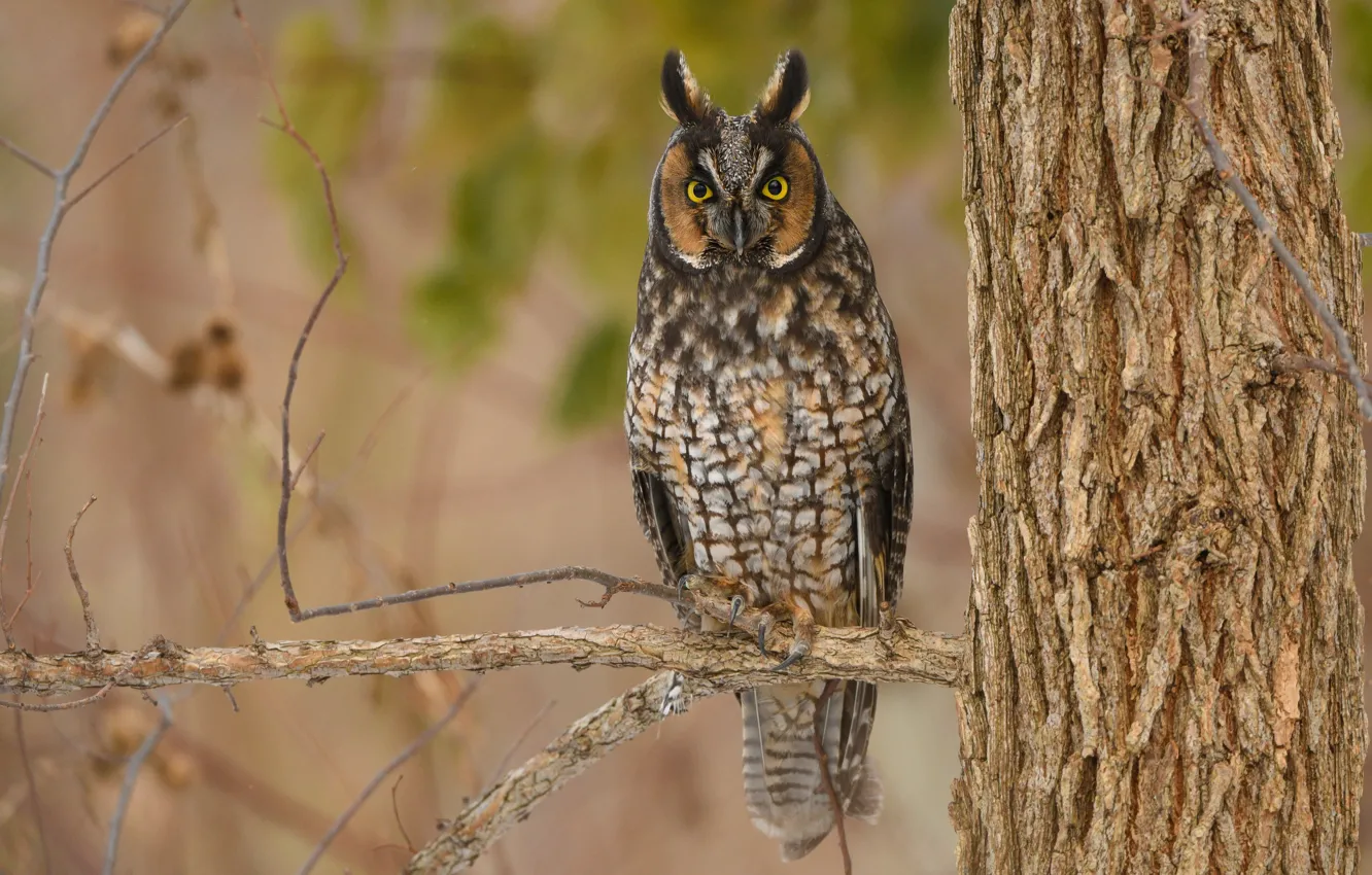 Photo wallpaper look, branches, owl, bird, Long-eared owl, Long-eared Owl